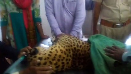 VIDEO : रणथम्भौर में चट्टान से गिरकर पैंथर घायल