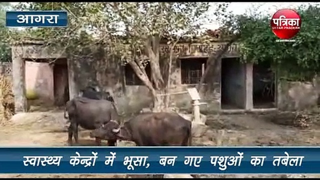 उप स्वास्थ्य केंद्र बने तबेला, बंध रहे पशु, भरा भूसा