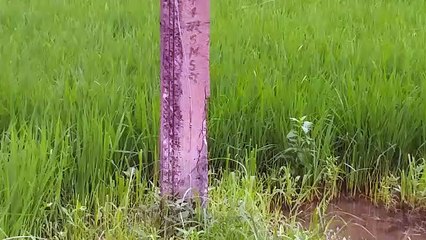 Transformer in bad poles