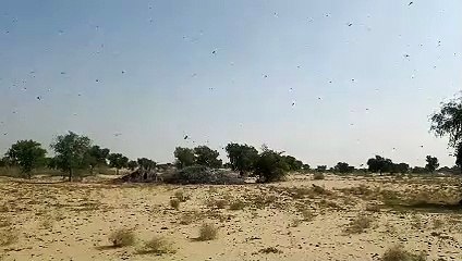 टिड्डी दलों ने क्षेत्र में पड़ाव डाल दिया