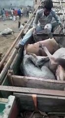 पुलिस चेकिंग देख ट्रक में ४९ गोवंश को छोड़कर भागा ड्राइवर, ३६ की मौत