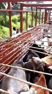 Cow trafficking