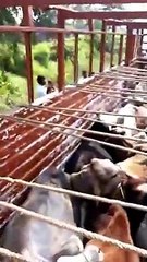 Cow trafficking