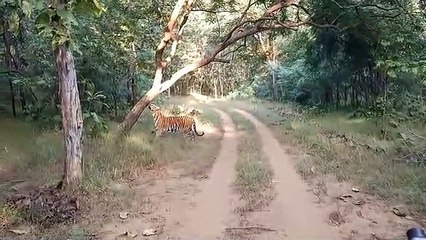 टाइगर ने पेड़ की खुशबू महसूस कर तैयार की टेरिटरी