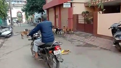 ratlam dog bite news