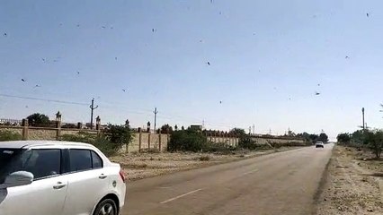 नहरी क्षेत्र में टिड्डी दल का धावा