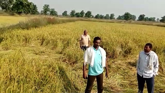 आबादी क्षेत्र में हाथी बने मुसीबत, रोज फसलों को पहुंचा रहे नुकसान