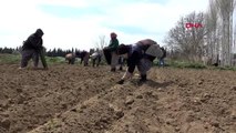 BALIKESİR Çiftçiler, tarlada 'sosyal mesafe' ile üretimi sürdürüyor