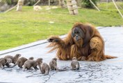 Des loutres entrent dans l'enclos des orangs-outans et ce qui se passe est incroyable