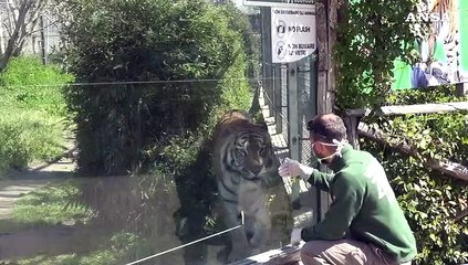 Coronavirus: lo zoo di Napoli