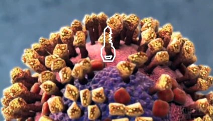 Coronavirus attack! How a oronavirus Invades Your Body