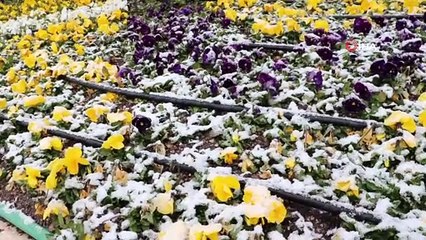 Nisan Kar'ı Yozgat'ı Beyaza Bürüdü