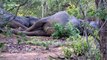 Herd of elephants lay down together bemusing South Africa safari-goers