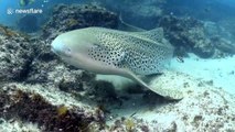 Scuba diver has close encounter with leopard shark off Australian coast
