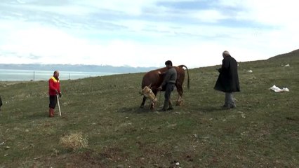Vanlı çiftçi büyükbaş hayvanını "Milli Dayanışma Kampanyası"na bağışladı