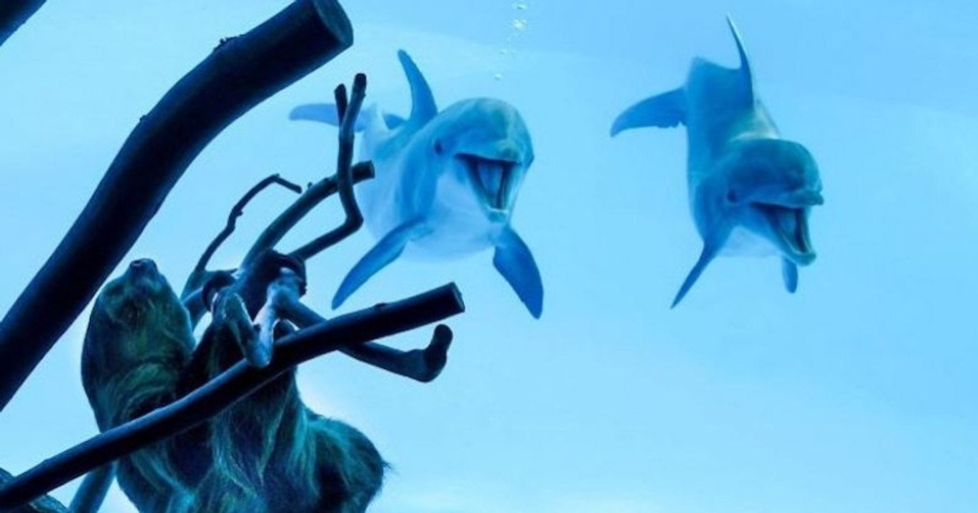 Ces dauphins sont devenus fou de joie en apercevant un paresseux à l'extérieur de leur bassin