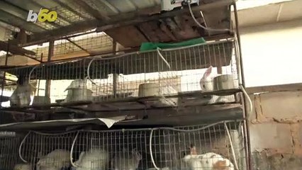 Lucky Rabbit! Nigerian Pet Shop Sees Boom In Rabbit Sales During Coronavirus Pandemic