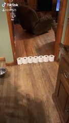 Doggie Jumps Through Quarantine Boredom