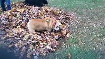 Doggy Plays Hide and Seek in Leaf Pile