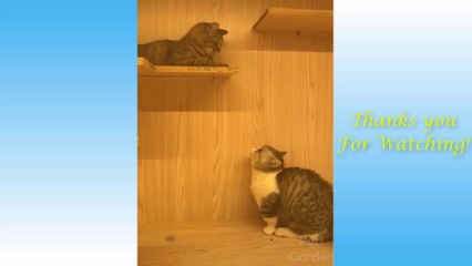  Funniest  Cats and  Dogs   - Awesome Funny Animals Videos Compilation