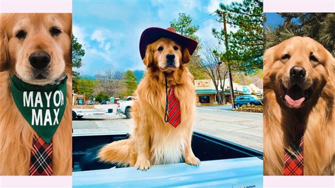 Bürgermeister Max in Kalifornien ist ein... Hund?!