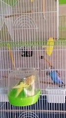 Lima y Sky se bañan