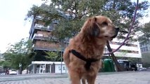 El intercambio de mascotas para dar un paseo, en el punto de mira de la Policía