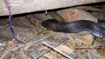 Stomach-churning moment viper is rescued after being swallowed and spat out by cobra in India