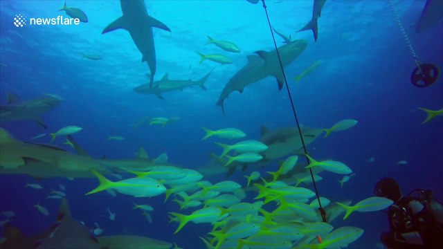 Diver takes terrifying selfie video with group of sharks
