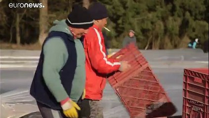 Agriculture : l'Allemagne autorise 40 000 saisonniers à travailler dans ses champs
