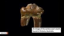 Fossilized Seal Tooth Reveals Existence Of Earless Seals In Australia