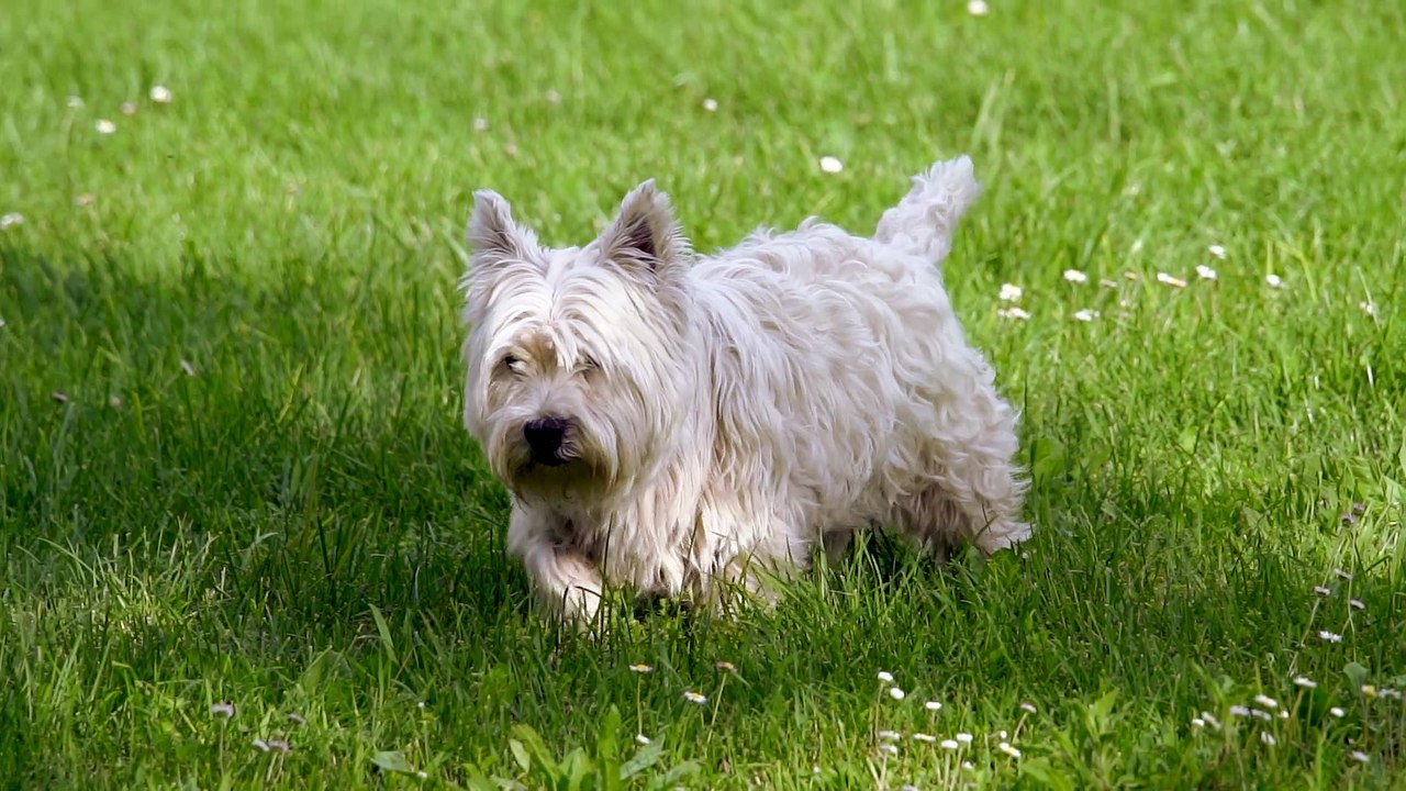 le caniche joue il samuse....