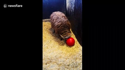 Playful sheep in Norway viciously attacks a toy ball