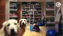 Cachorro atrapalha dona a fazer exercícios físicos