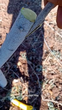 A Good Method of Planting a Tree Seedling