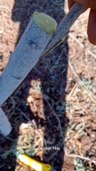 A Good Method of Planting a Tree Seedling