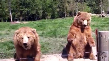 Cet ours vous fait coucou