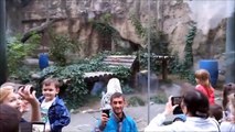 Ce tigre blanc adore faire des selfies avec les touristes