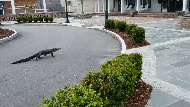 Cet alligator ne respecte pas le confinement en Floride