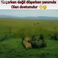 Çakalın özgürlüğü aslan ayağa kalkana kadardır