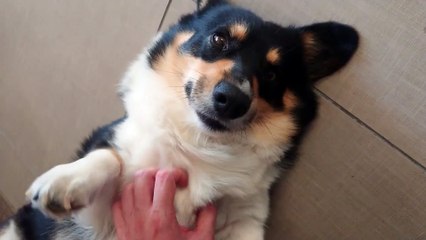 Oreo Demands Scratches!