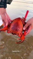 Amazing Animal Sea Fishing Catching Sea Food On The Beach