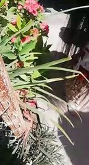 ¡Se les acabó el conti! Policías obligan a fariseos a detener la tradición en Zapotillo, Ahome