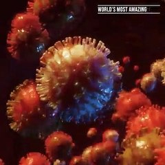 Boosting your Immune levels during the Coronvirus outbreak..