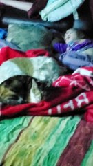 Dog and Cat Stand Guard for Sleeping Baby