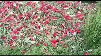 लॉकडाउन में मरझाया लाल गुलाब!! फूल व्यापारियों के सामने रोजी रोटी का संकट