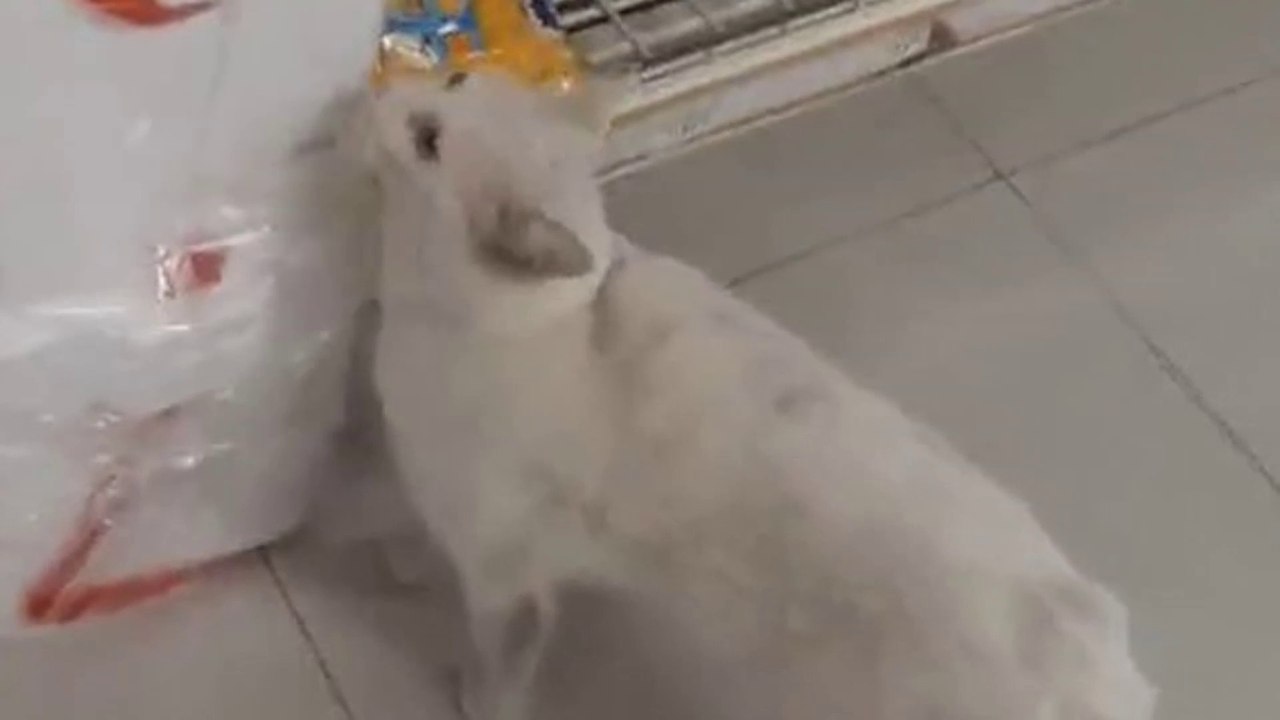 Clever stray cat leads local into shop before 'telling her which food he wants'