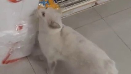 Clever stray cat leads local into shop before 'telling her which food he wants'