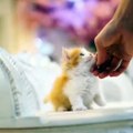 So cute, cute cat video | Collection of cute cat videos