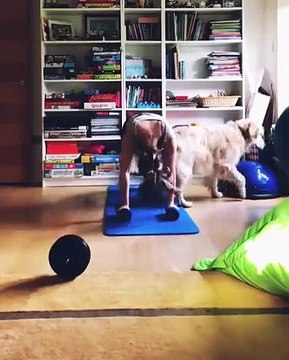Ce golden retriever n'a vraiment pas envie que sa maîtresse fasse du sport